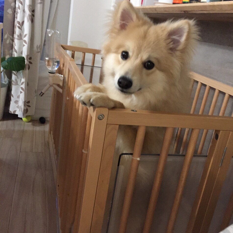 にけのカバー写真