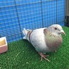 ハト坊