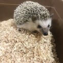 ハリネズミ里親募集