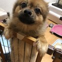 誰にでもすぐ懐く明るい性格のポメラニアン(オス)
