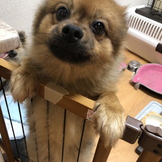 誰にでもすぐ懐く明るい性格のポメラニアン(オス)