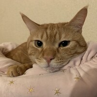 ちゃい