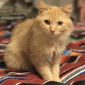 【ヨミタン】おかげ様で里親さまが決まりました！