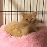 【ヨミタン】おかげ様で里親さまが決まりました！ サムネイル2