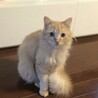 【ヨミタン】おかげ様で里親さまが決まりました！ サムネイル4