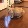 【ヨミタン】おかげ様で里親さまが決まりました！ サムネイル5