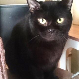 ムチムチ黒巨猫ドルフラングレンさん