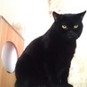 ムチムチ黒巨猫ドルフラングレンさん サムネイル3