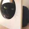 ムチムチ黒巨猫ドルフラングレンさん サムネイル6