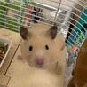たく911