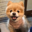 ポメラニアン♂ぽんた