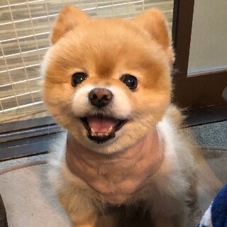 ポメラニアン♂ぽんた