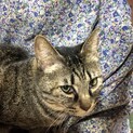 動画あり、TNR予定で保護したキジ猫のりりーさん！