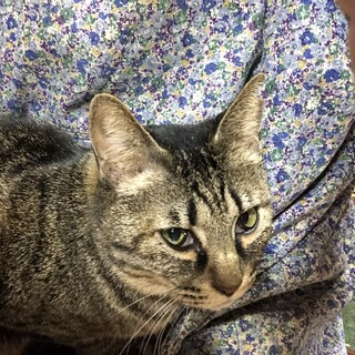 動画あり、TNR予定で保護したキジ猫のりりーさん！