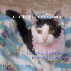 *子猫・中猫・成猫・譲渡会*一時預かりボランティアさん募集説明会
