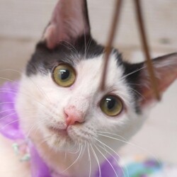 ＜中止＞新型コロナウィルス感染症により、中止いたします。