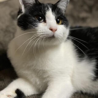 小柄で人懐こい女の子！くにちゃん