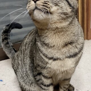 可愛いキジトラの男の子！ぽんたくん