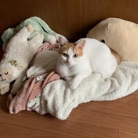 ろしお