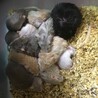 砂ネズミ  カラージャービル   サムネイル3