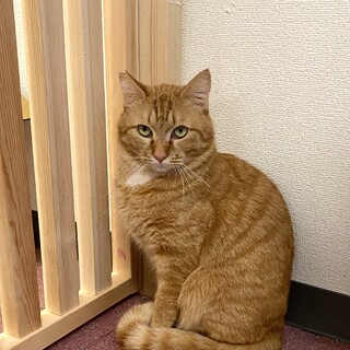 【保護猫】たら推定4歳♂茶トラ