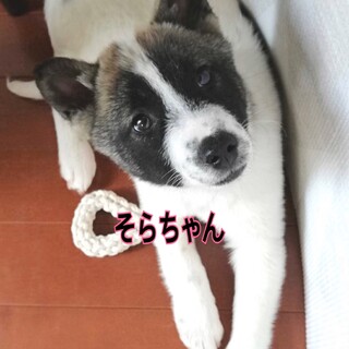 そらちゃん☆トライアルにつき一旦停止