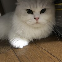 ペル