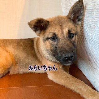 みらいちゃん☆トライアルにつき一旦停止