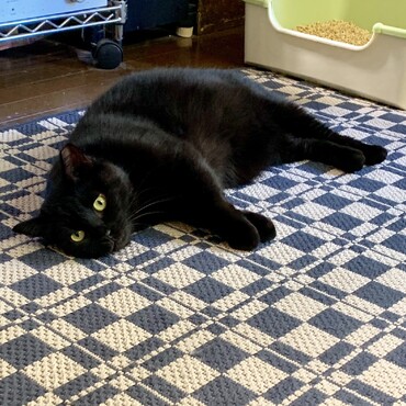 りんご猫のサンちゃん