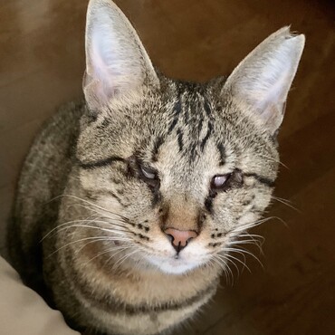 心の目を持つクーちゃん