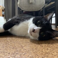 小杉