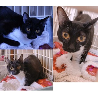 譲渡対象動物のご紹介