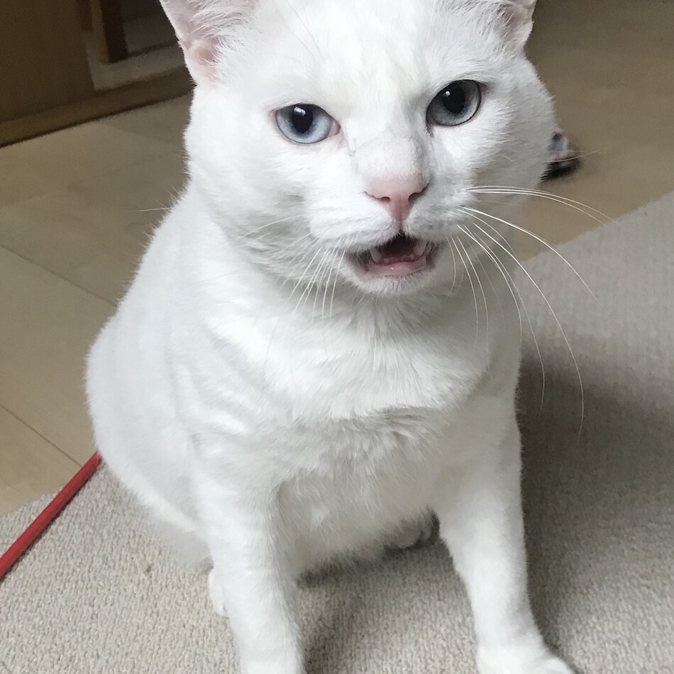 ゆうのカバー写真