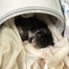 かるだもん