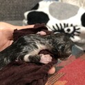 ☆急募☆赤ちゃん猫✴︎ありがとうございました
