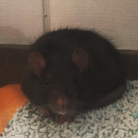 お松