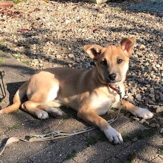 里親決定、ビクビクの和歌ちゃん♀