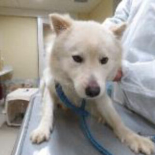 【譲渡】元中－Ⅾ1206