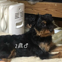 2歳