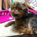 雑種 小型犬
