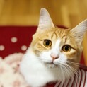 長毛の美猫【ルイーサ】