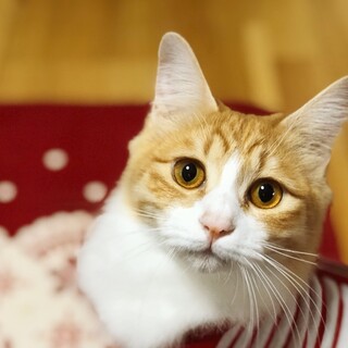 長毛の美猫【ルイーサ】