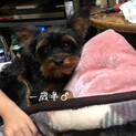 小型犬