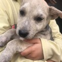 生後3か月仔犬 男の子