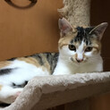 縞三毛のニキちゃん
