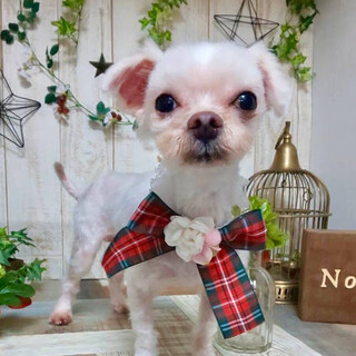 うだ）マルチーズ男子のうだなのだー