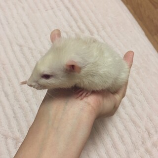 ファンシーラット♂