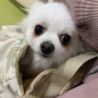 家族ができました！