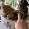 の写真