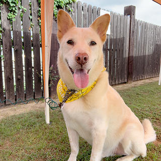 【じゅん君】穏やかに共に過ごすにはぴったりな子です